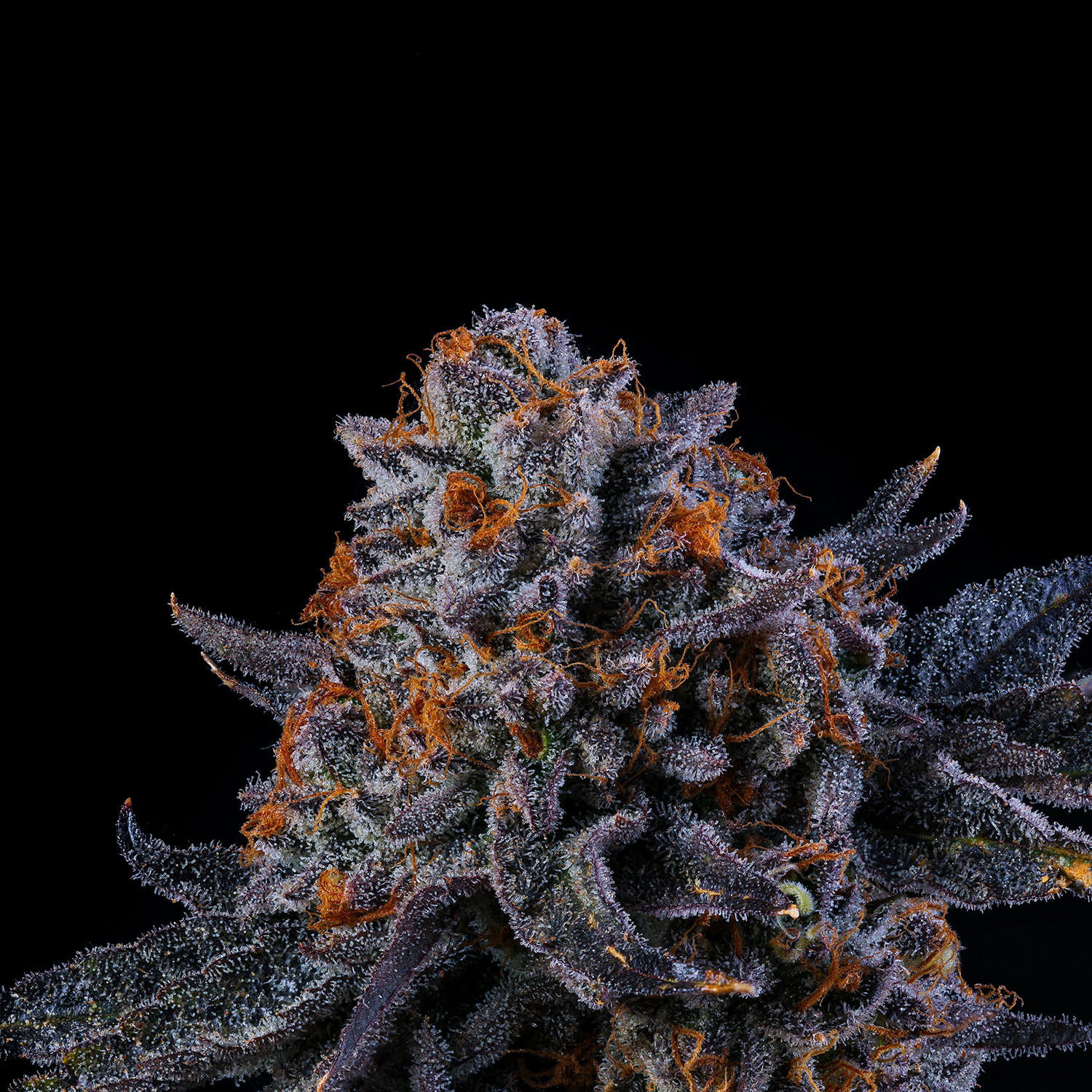 TEA TEDDIES3種 Tea Time Seeds by Wizard Trees Genetics - Buy Cannabis Seeds